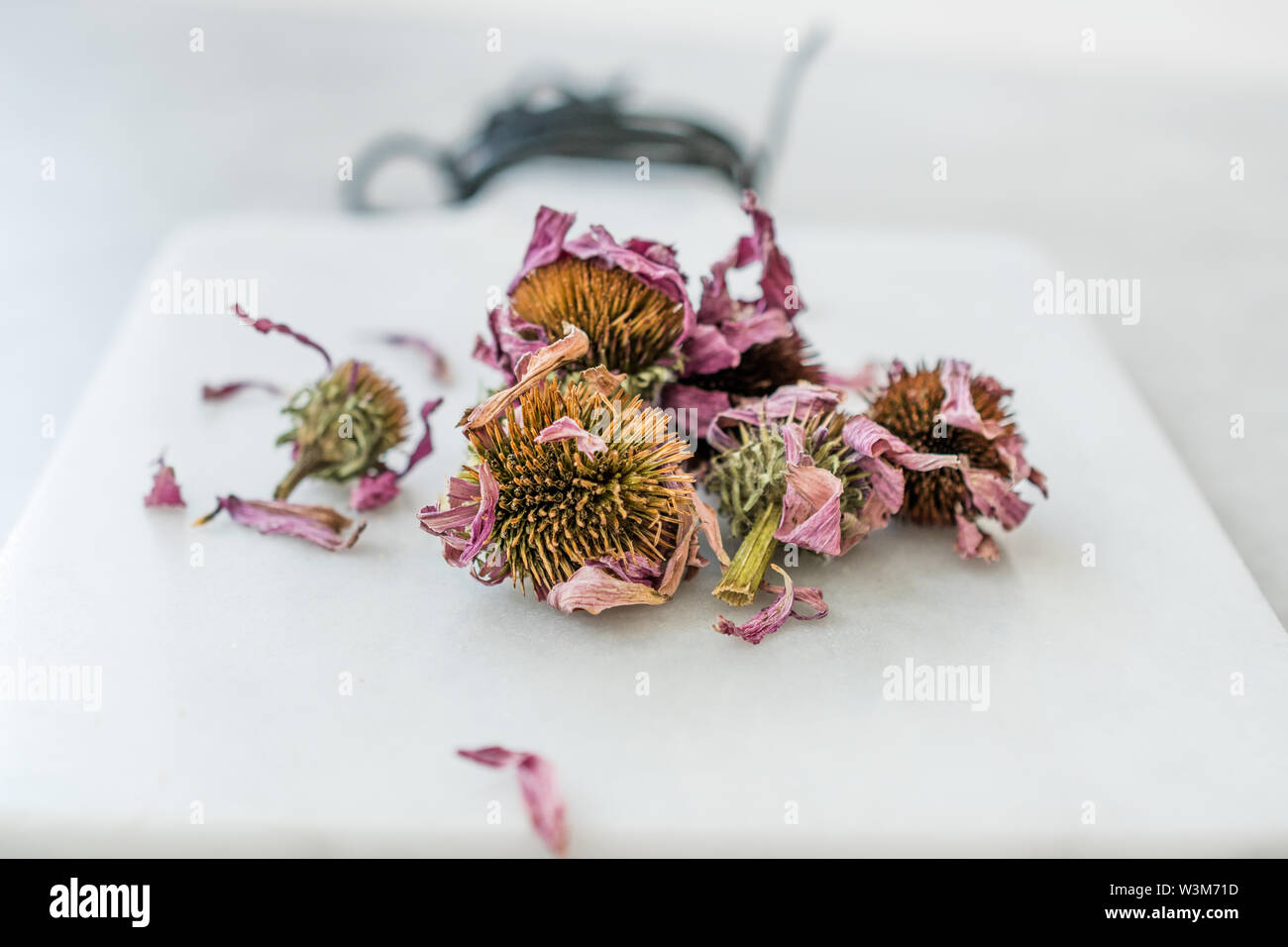 Herbal Tea Dried Echinacea Purpurea Ready to Use. Organic Product Stock