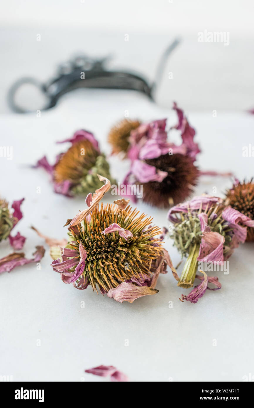 Herbal Tea Dried Echinacea Purpurea Ready to Use. Organic Product Stock