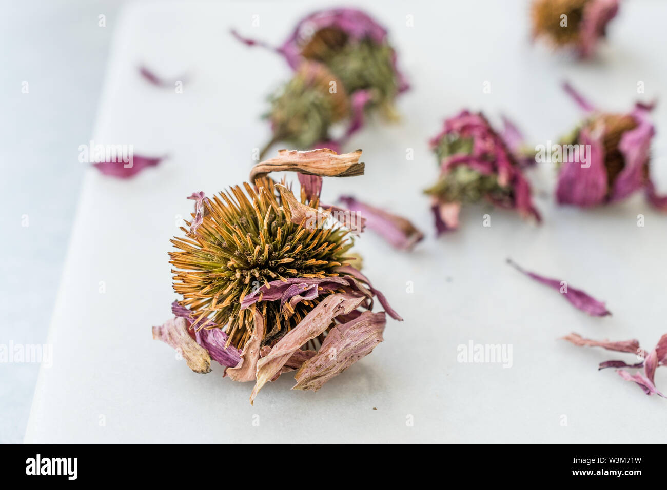 Herbal Tea Dried Echinacea Purpurea Ready to Use. Organic Product Stock