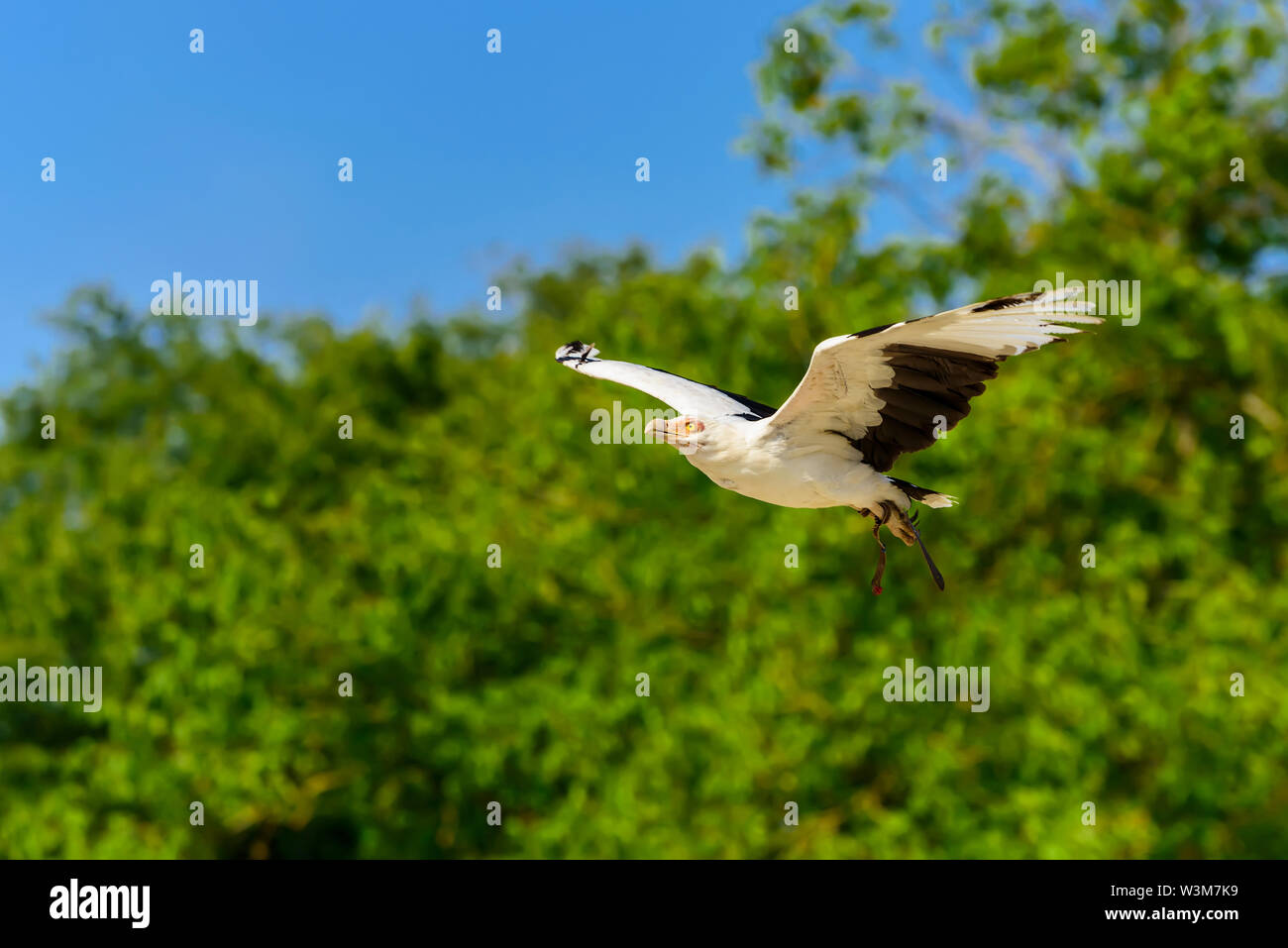 The palm-nut vulture in flight (Gypohierax angolensis).The only Southern African subregions to have the breeding resident pairs of Palm-nut vulture. Stock Photo