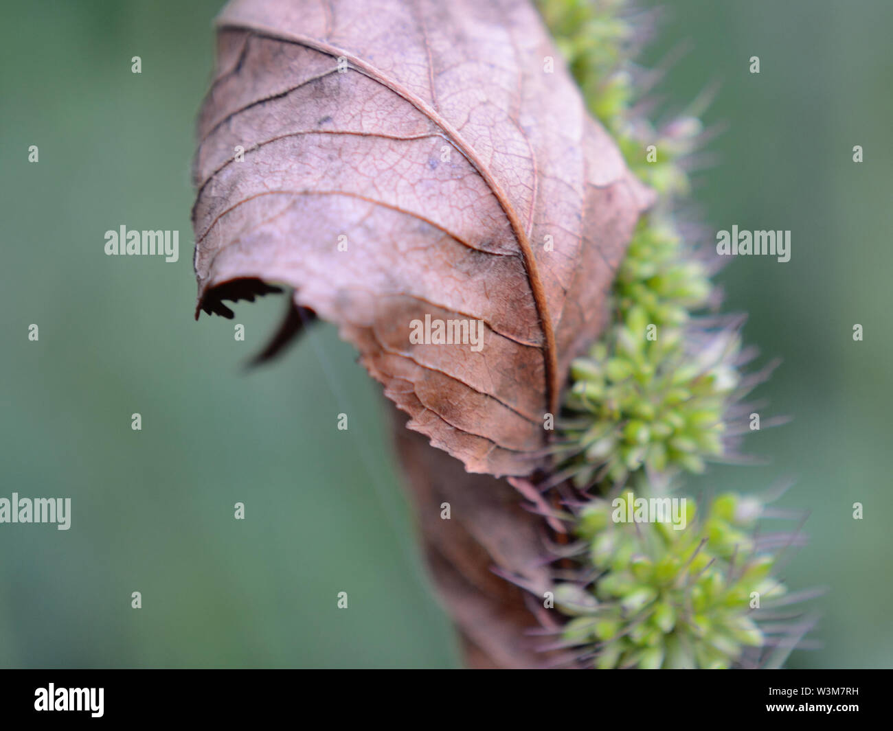 Dry leaf on rough bristle-grass Setaria verticillata Stock Photo