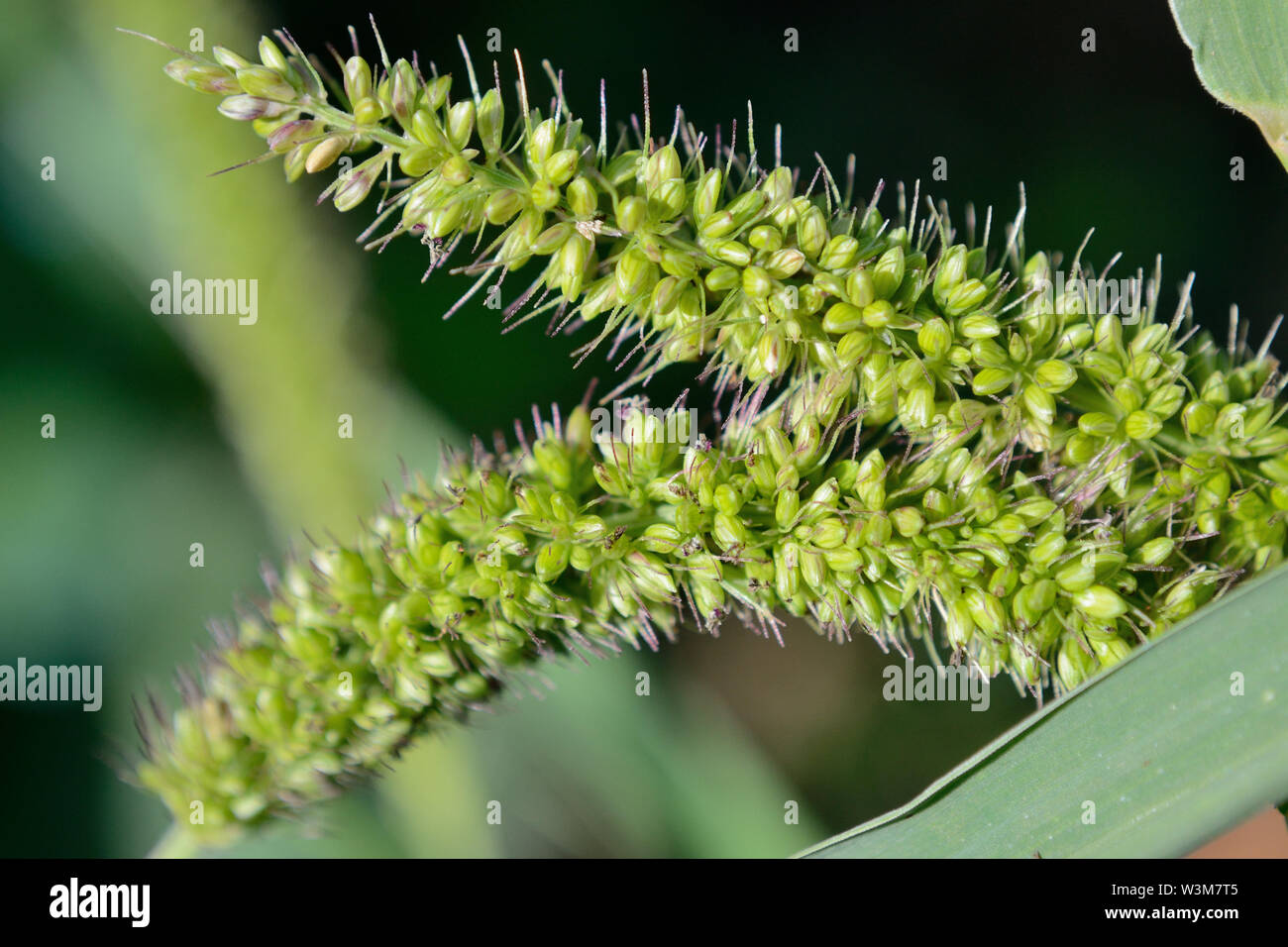Close up of hooked bristlegrass Setaria verticillata Stock Photo