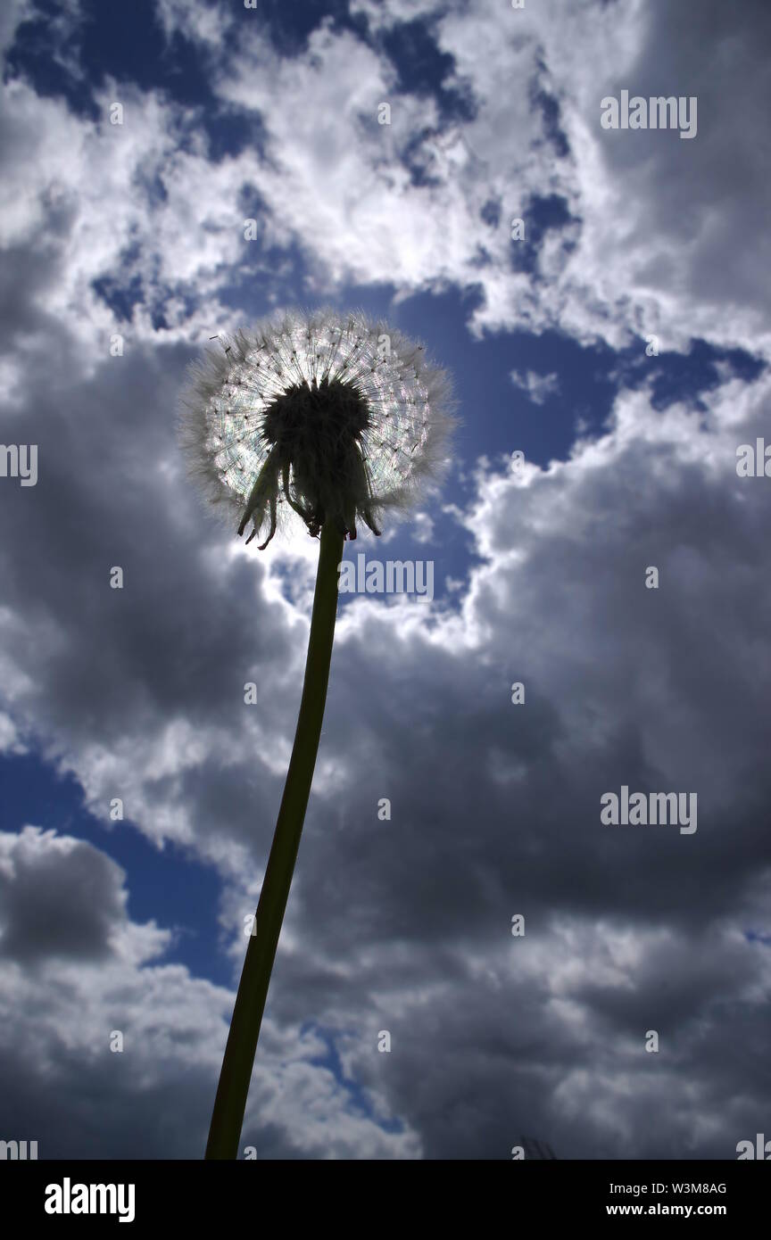 Dandelion clock and clouds Stock Photo Alamy