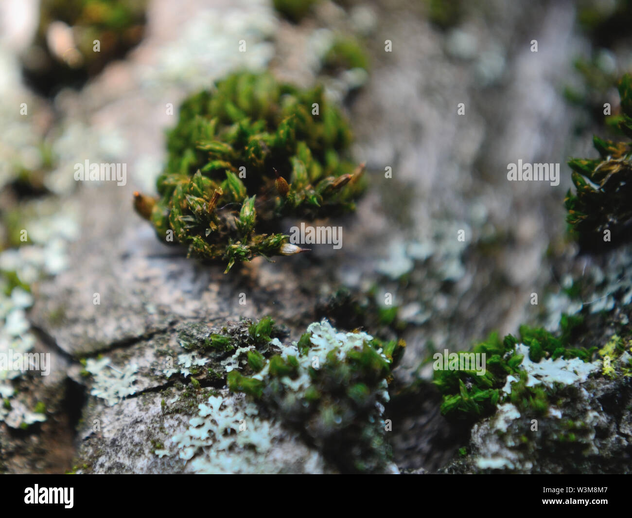 Close  up of moss on old walnut bark Stock Photo