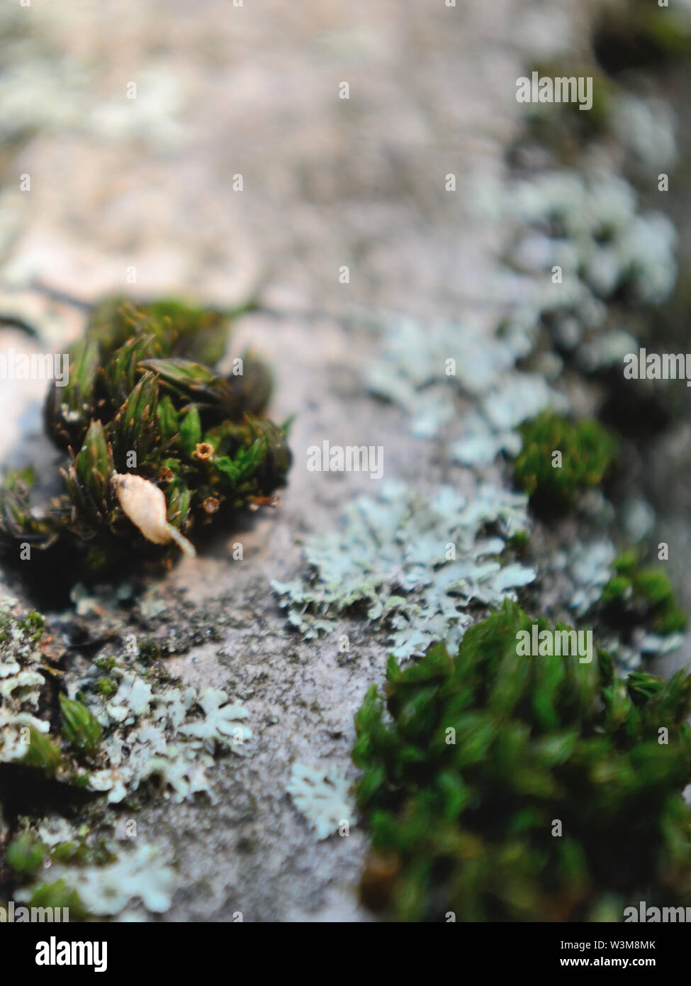 Close  up of moss on old walnut bark Stock Photo