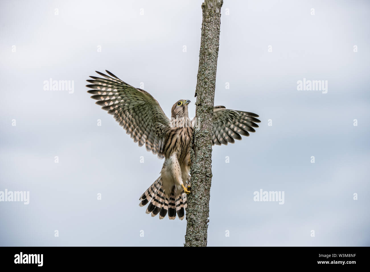 The young Kestrel climb a wooden fence pole with a nice defocused  sky in the background Stock Photo