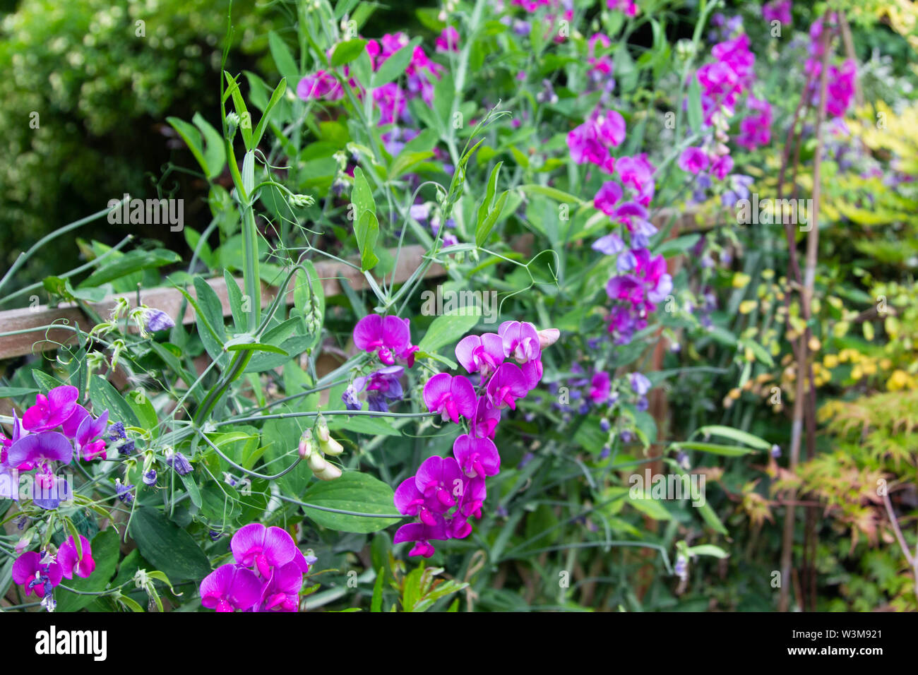 Masses of pink and purple perennial sweet pea flowers growing along a
