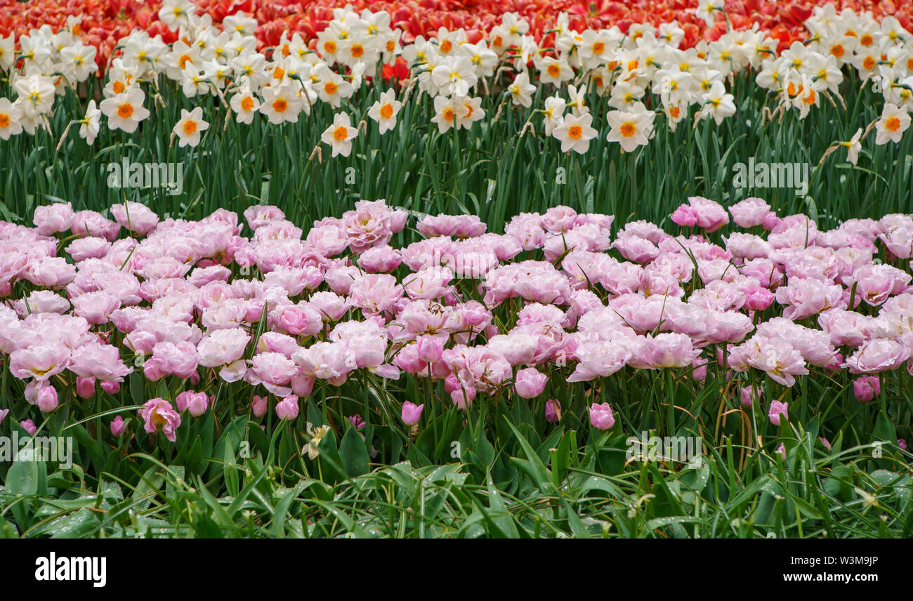 Dutch Fields Roses Dutch flower field bloom in spring season.Exotic decorative plants grow ...