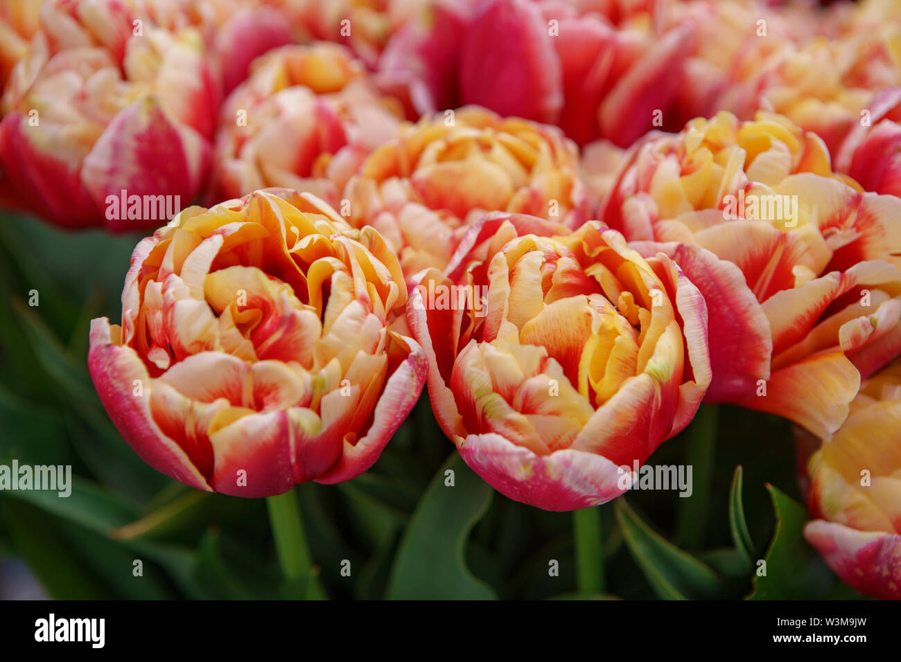 Dutch flower field bloom in spring season.Exotic decorative plants grow