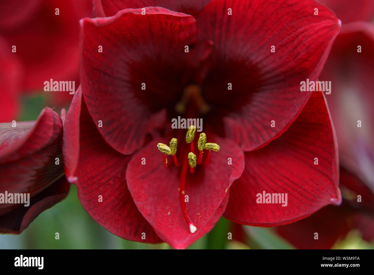 Dutch flower field bloom in spring season.Exotic decorative plants grow