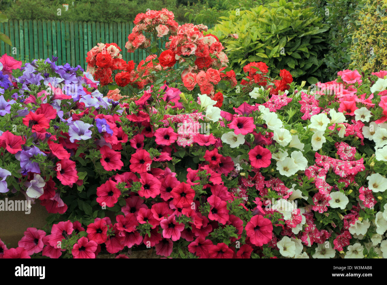 Trailing Geraniums, Roses, front garden, wall Stock Photo