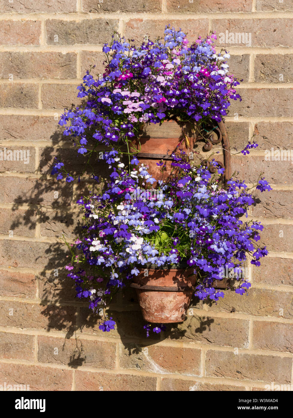 Double pot plant hanger on brick wall with blue and white Lobelia