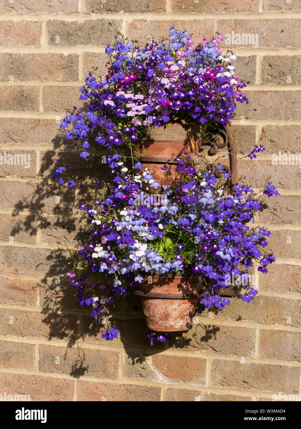 Double pot plant hanger on brick wall with blue and white Lobelia ...