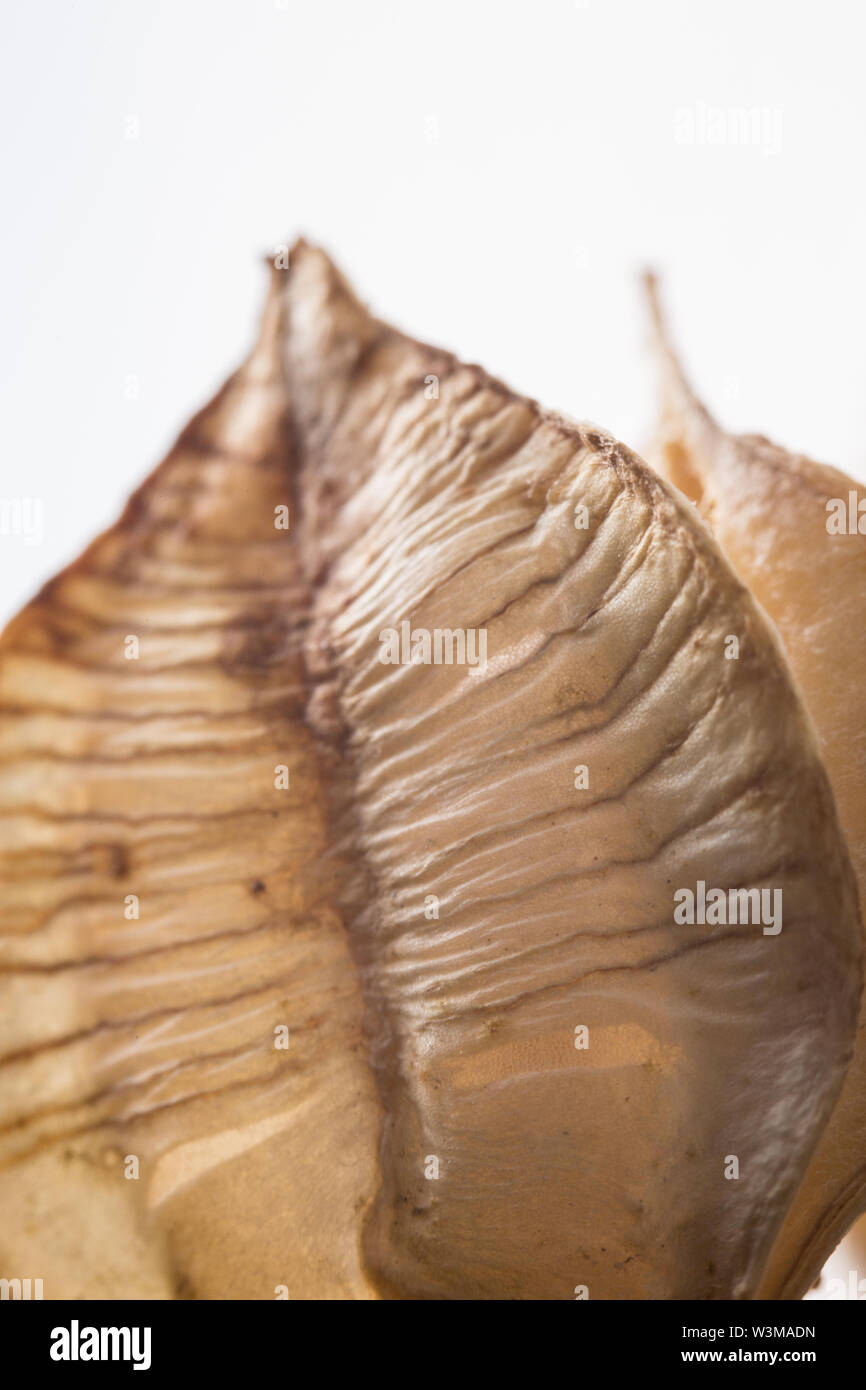 Macro photography of Fritillaria Meleagris dried seed head isolated on white background Stock Photo