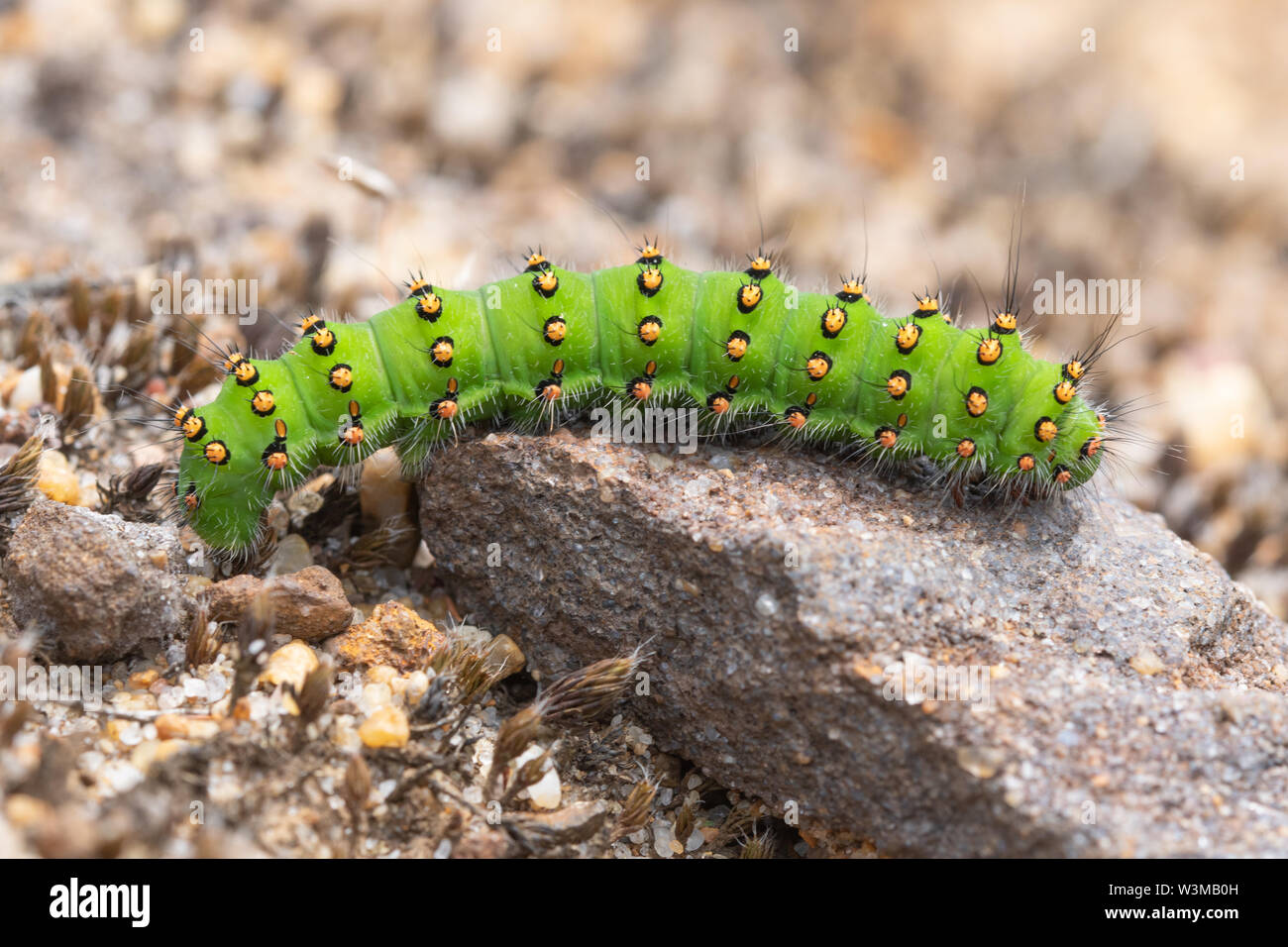 Bright green emperor moth caterpillar (Saturnia pavonia larva), UK Stock Photo