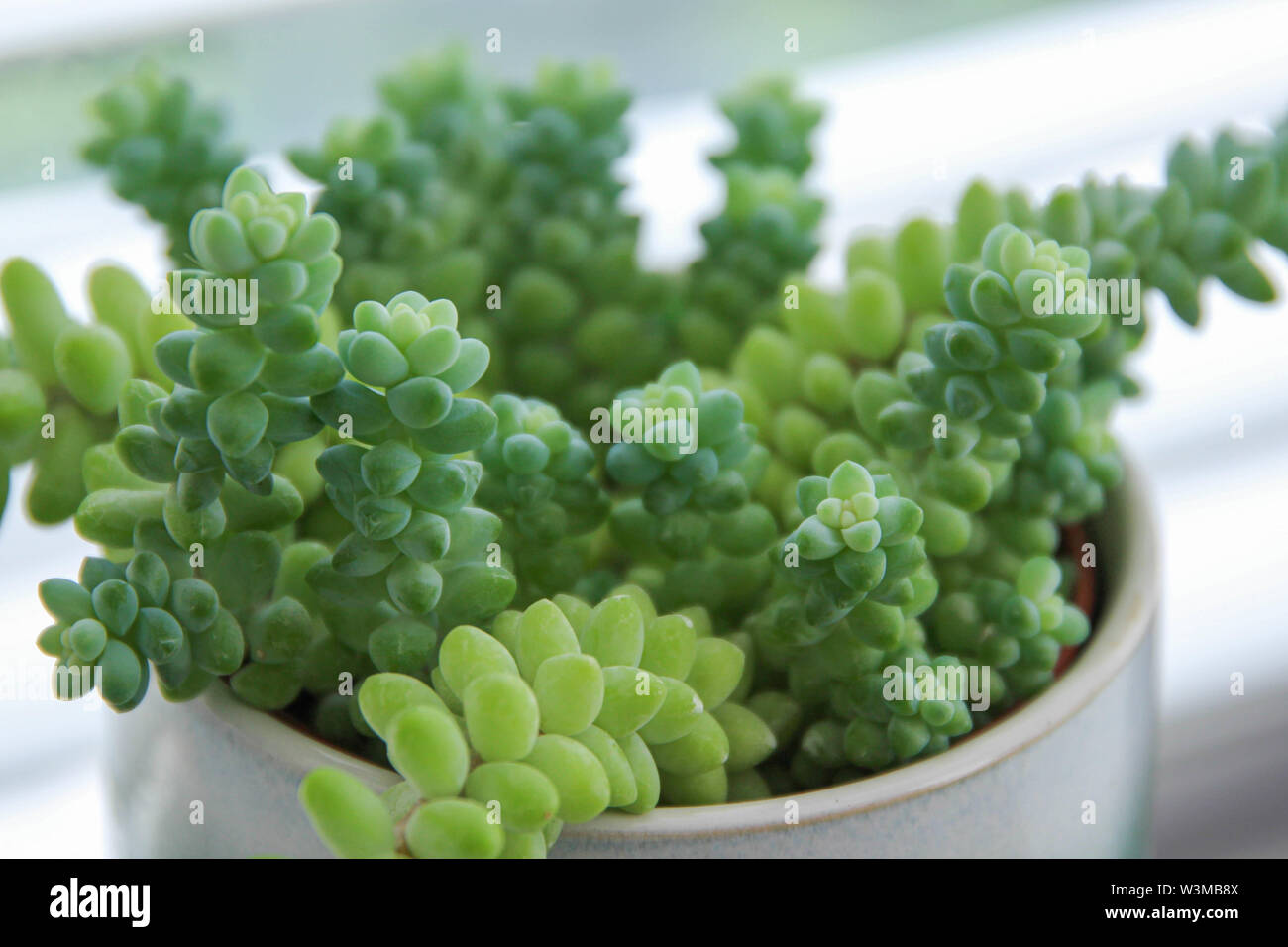 Close up of a sedum morganianum, the donkey tail or burro’s tail Stock Photo