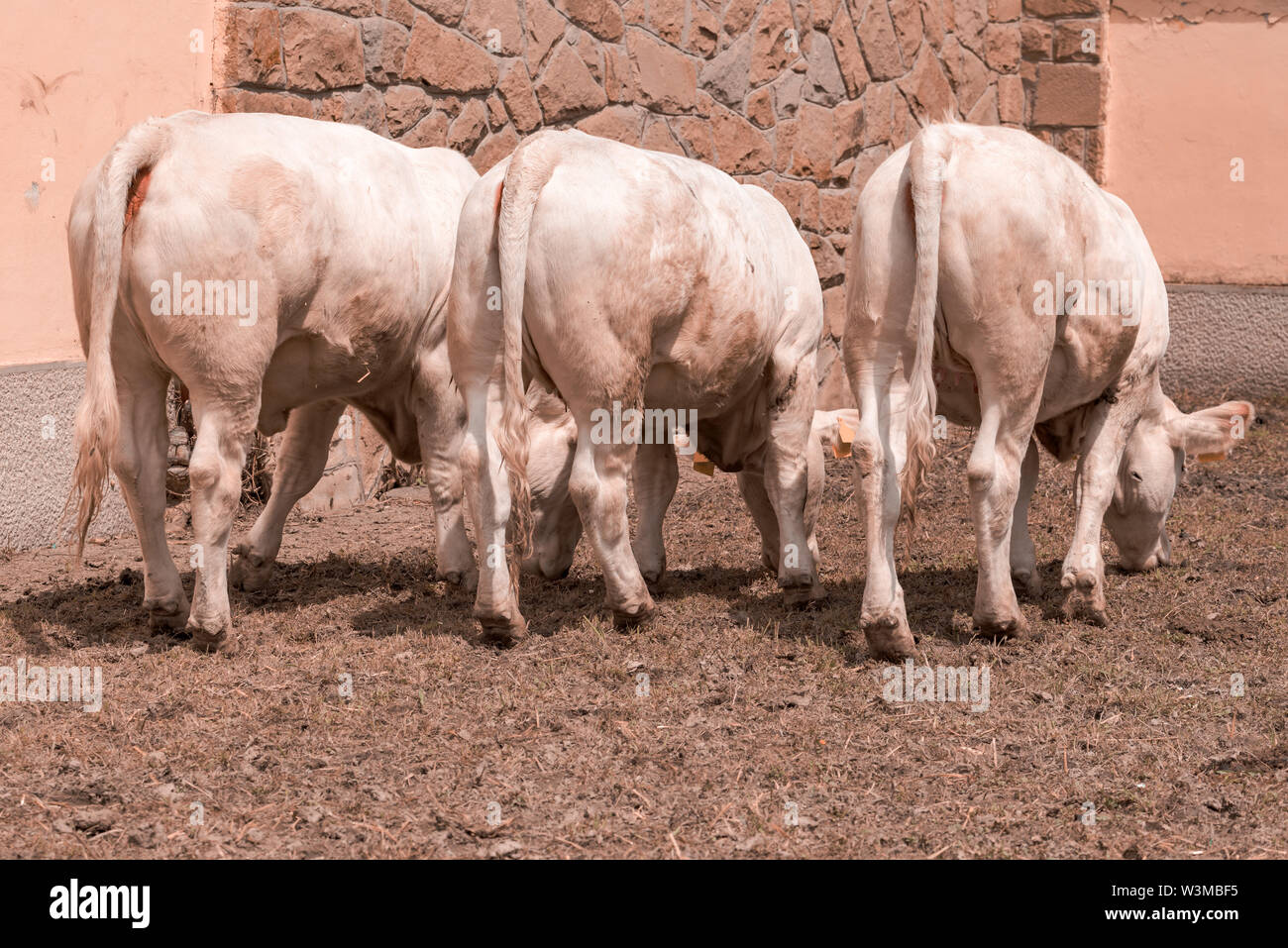 Blonde d'Aquitaine cattle cows on dairy farm, domestic animal husbandry Stock Photo