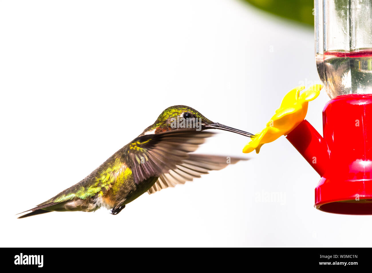 Male Ruby Throated Hummingbird Feeding At Backyard Red And Yellow