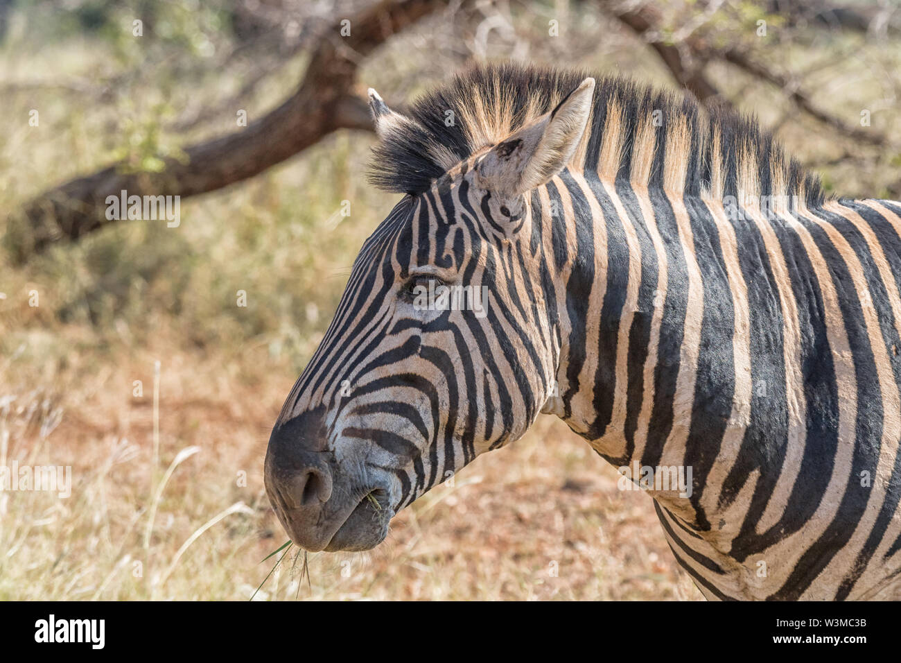 Head profile of an adult Burchells Zebra, Equus quagga burchellii, with ...