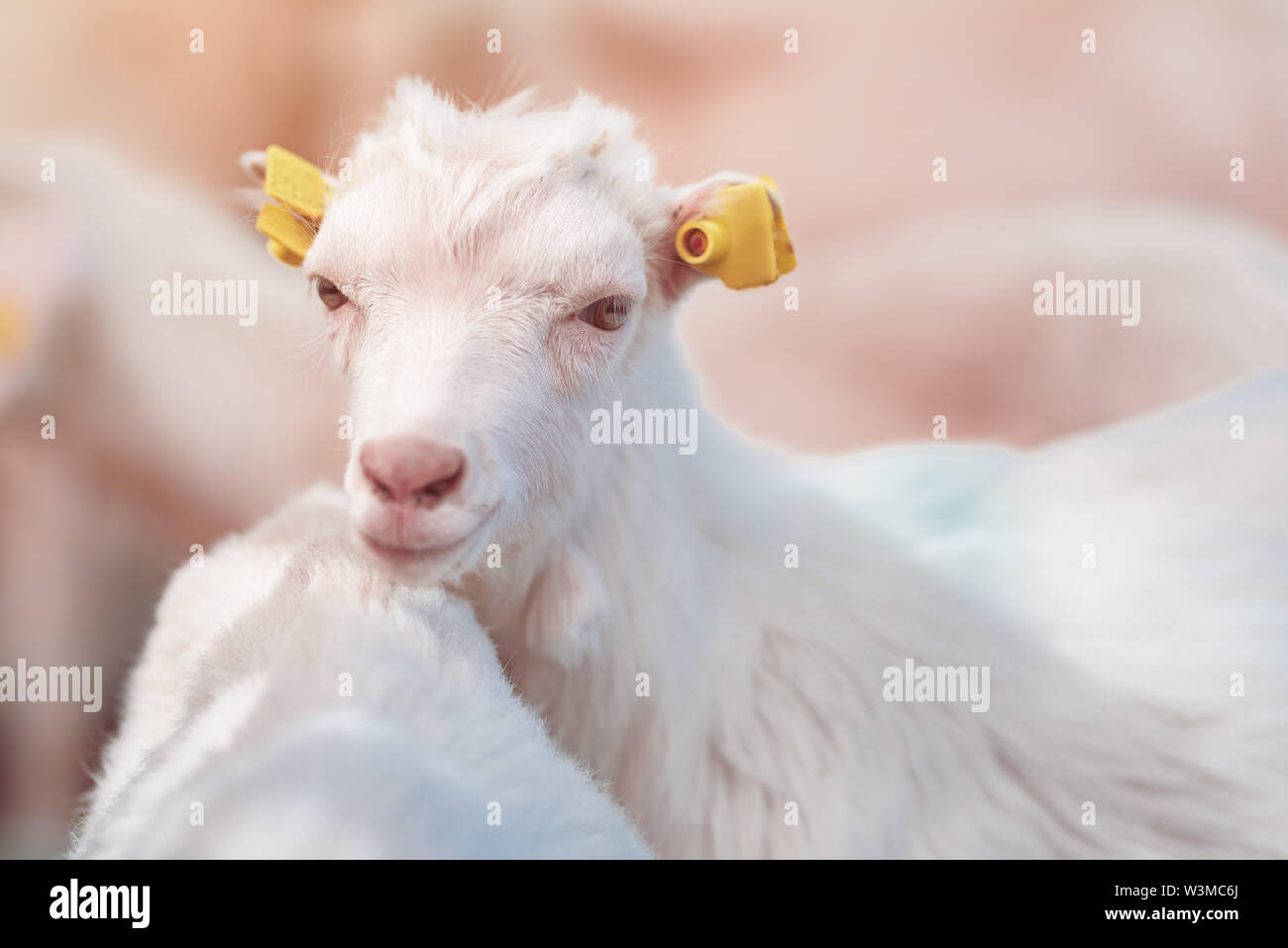 Cute baby goat kid in pen on livestock farm, adorable domestic animal portrait Stock Photo