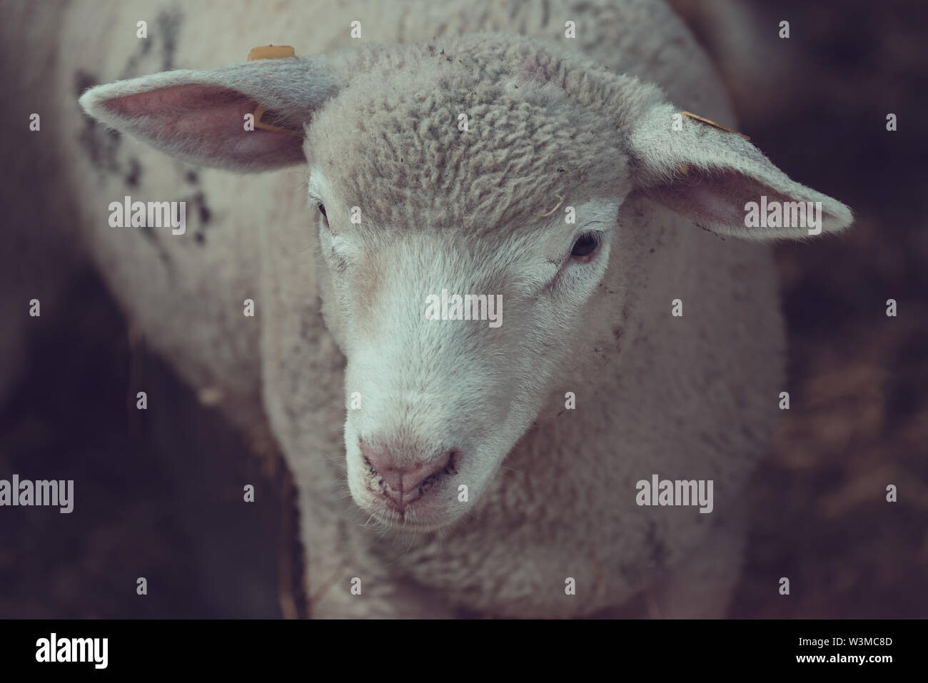 Ile de France sheep lamb in pen on livestock farm, domestic animals husbandry concept Stock Photo