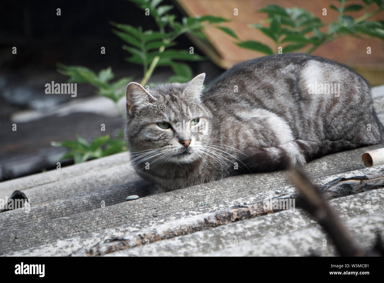 Closeup Adorable Shorthair Striped Gray Cat With Green Eyes On A
