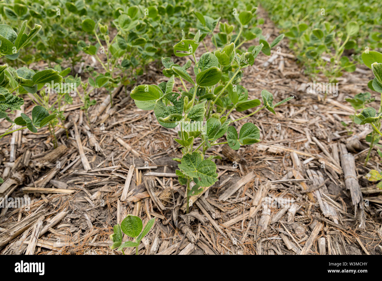 Soybeans with leaf blisters, cupping, and damage due to dicamba