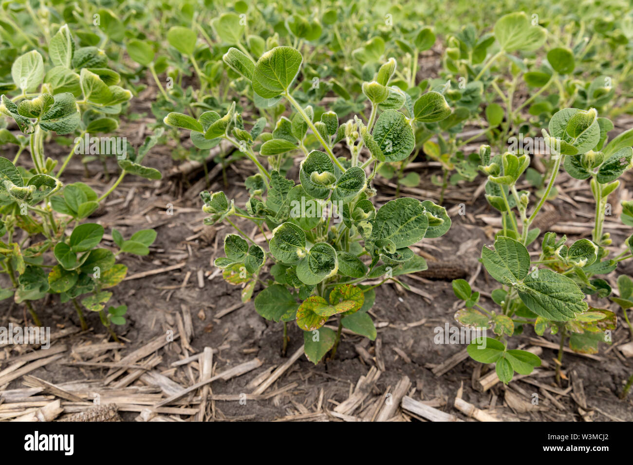 Soybeans with leaf blisters, cupping, and damage due to dicamba