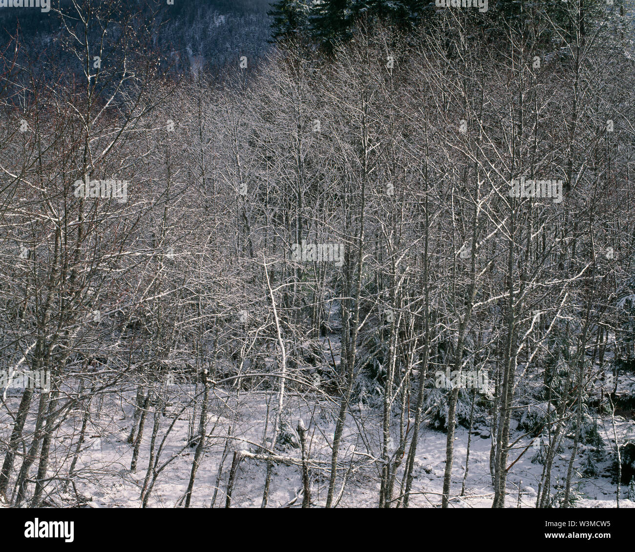 USA, Washington, Mt. Rainier National Park, Snow clings to grove of red alder in the Nisqually Valley. Stock Photo