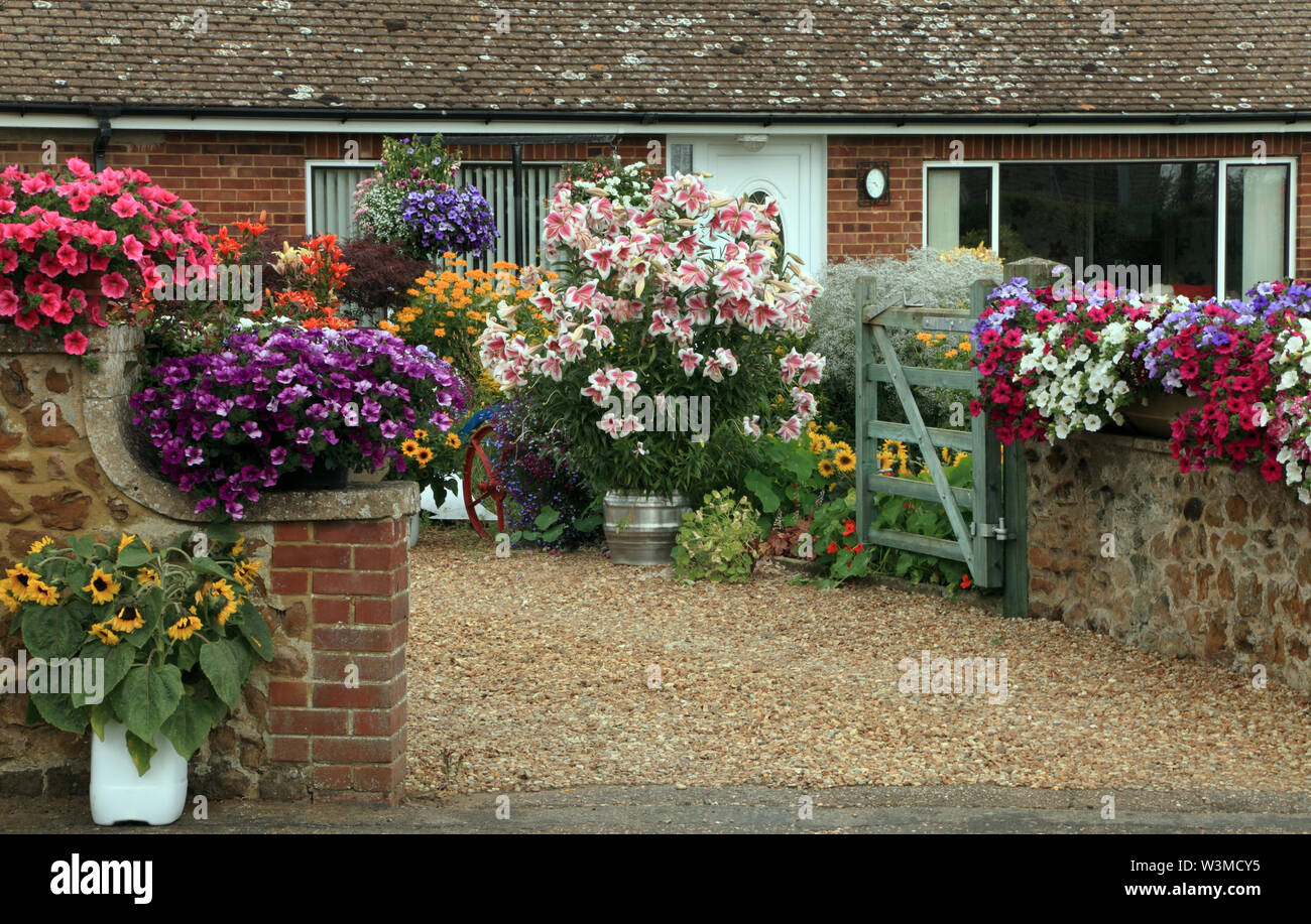 Front Garden, Drive, Container Plants, Brugmansia, Geranium, colourful planting, small house, bungalow Stock Photo