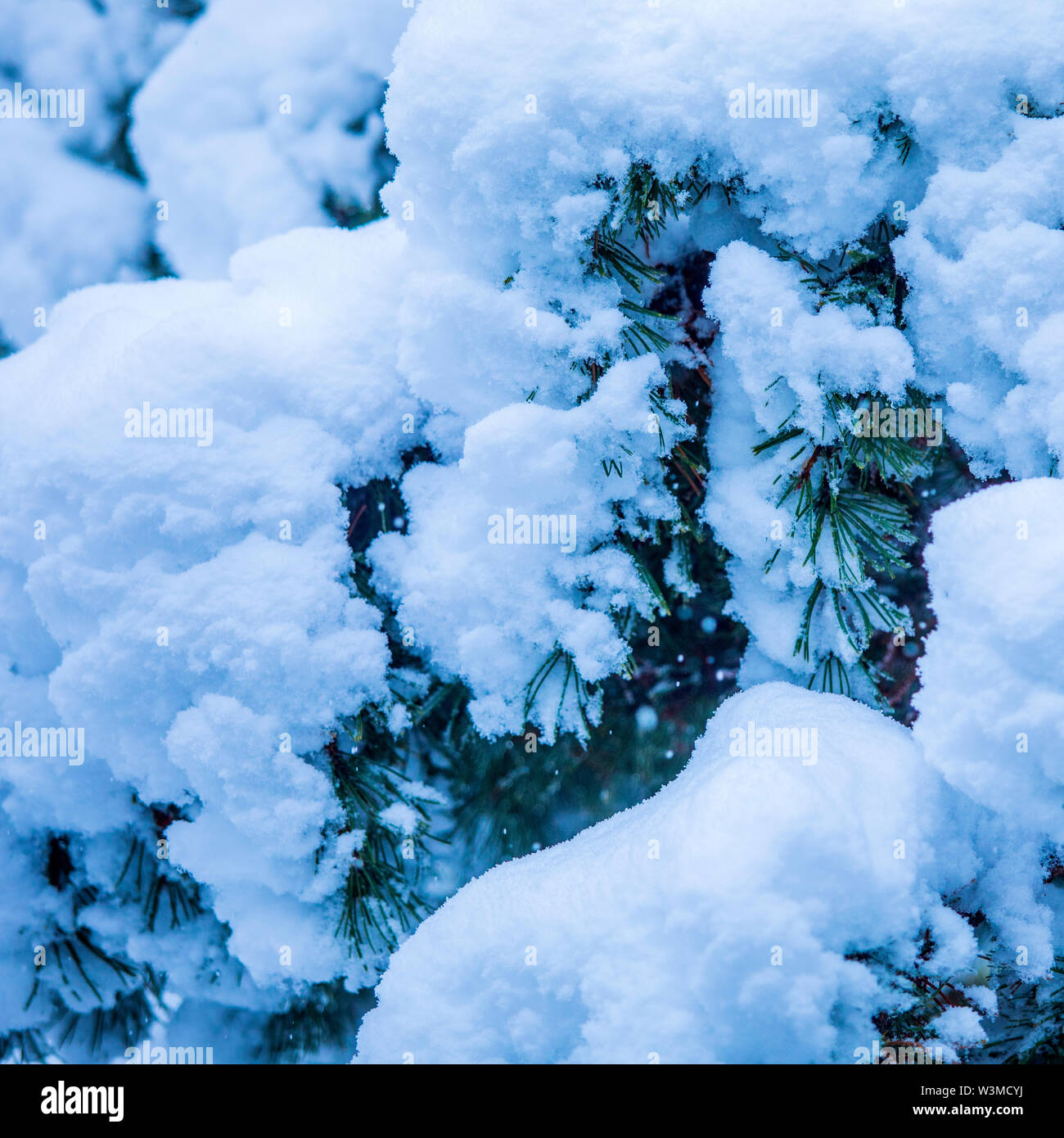 Pine tree full snow hi-res stock photography and images - Alamy