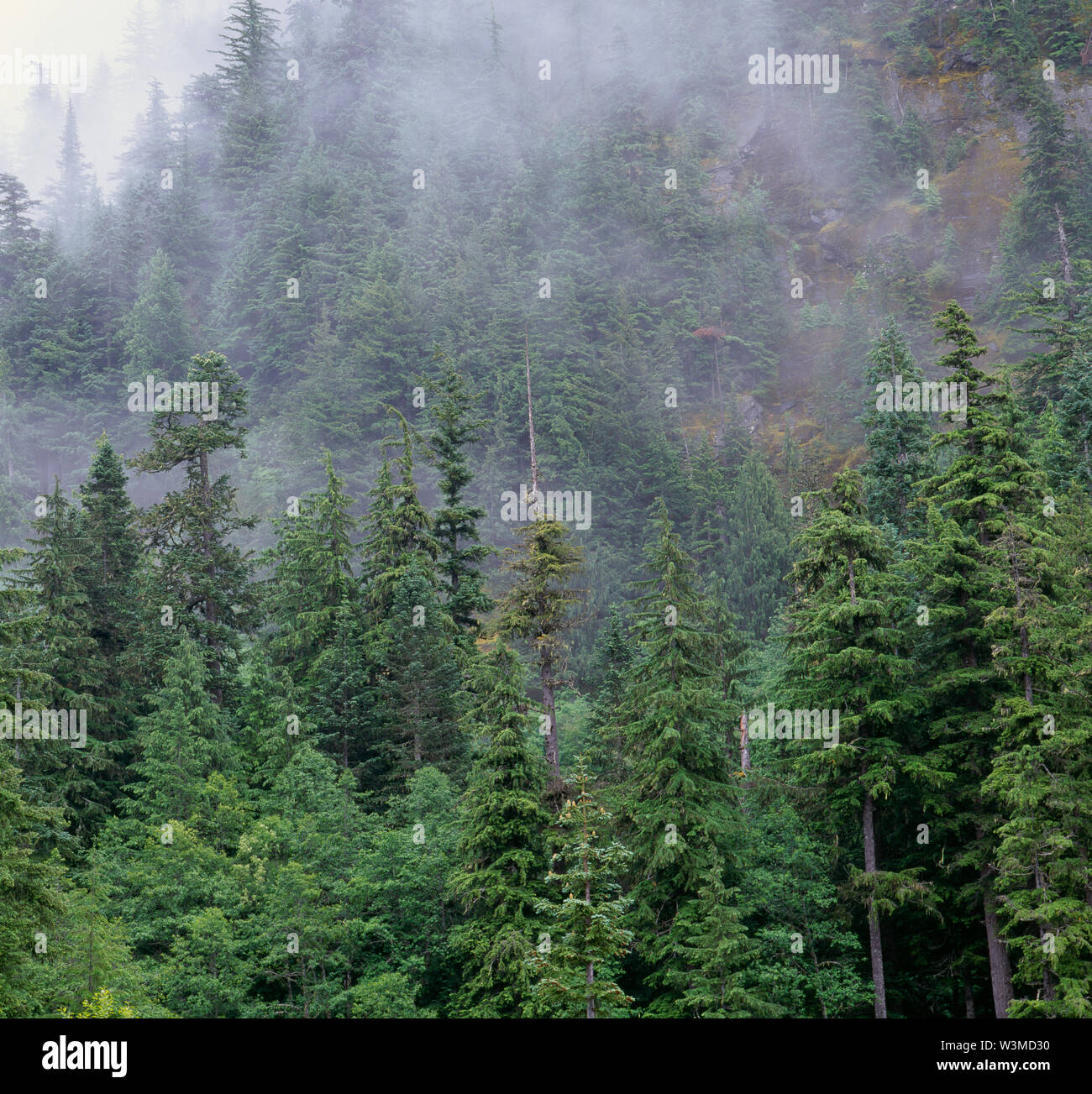 USA, Washington, Mt. Rainier National Park, Clouds swirl among evergreen trees on steep sides of Eagle Peak. Stock Photo
