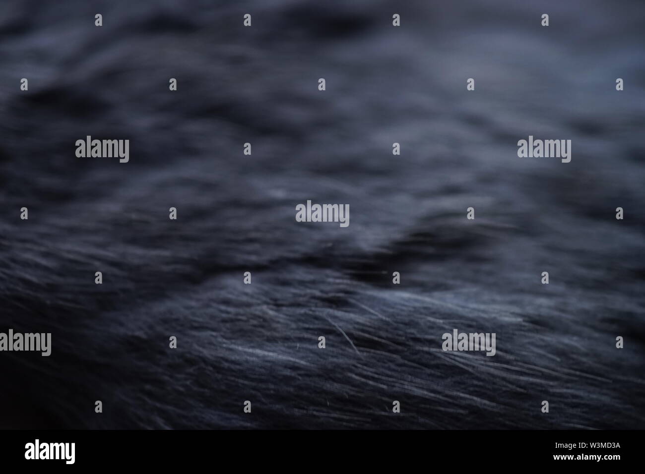 Grey fur texture hi-res stock photography and images - Alamy