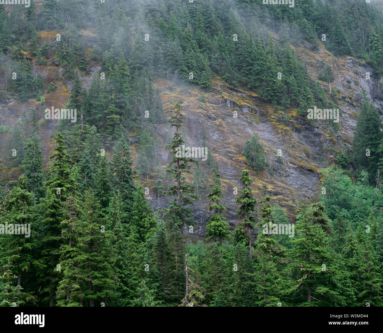 USA, Washington, Mt. Rainier National Park, Mist swirls among evergreen trees on steep sides of Eagle Peak. Stock Photo