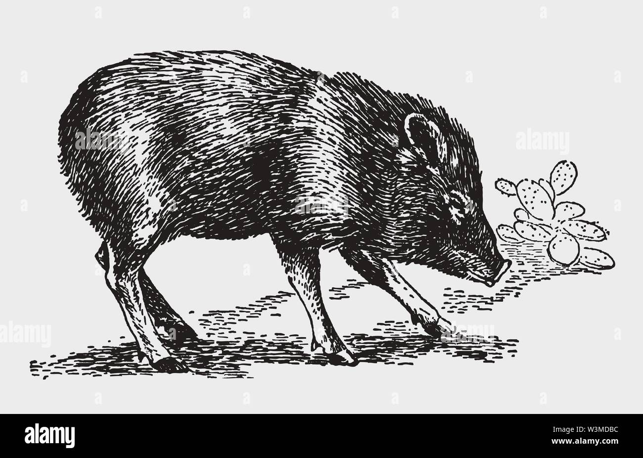 Peccary drawing hires stock photography and images Alamy