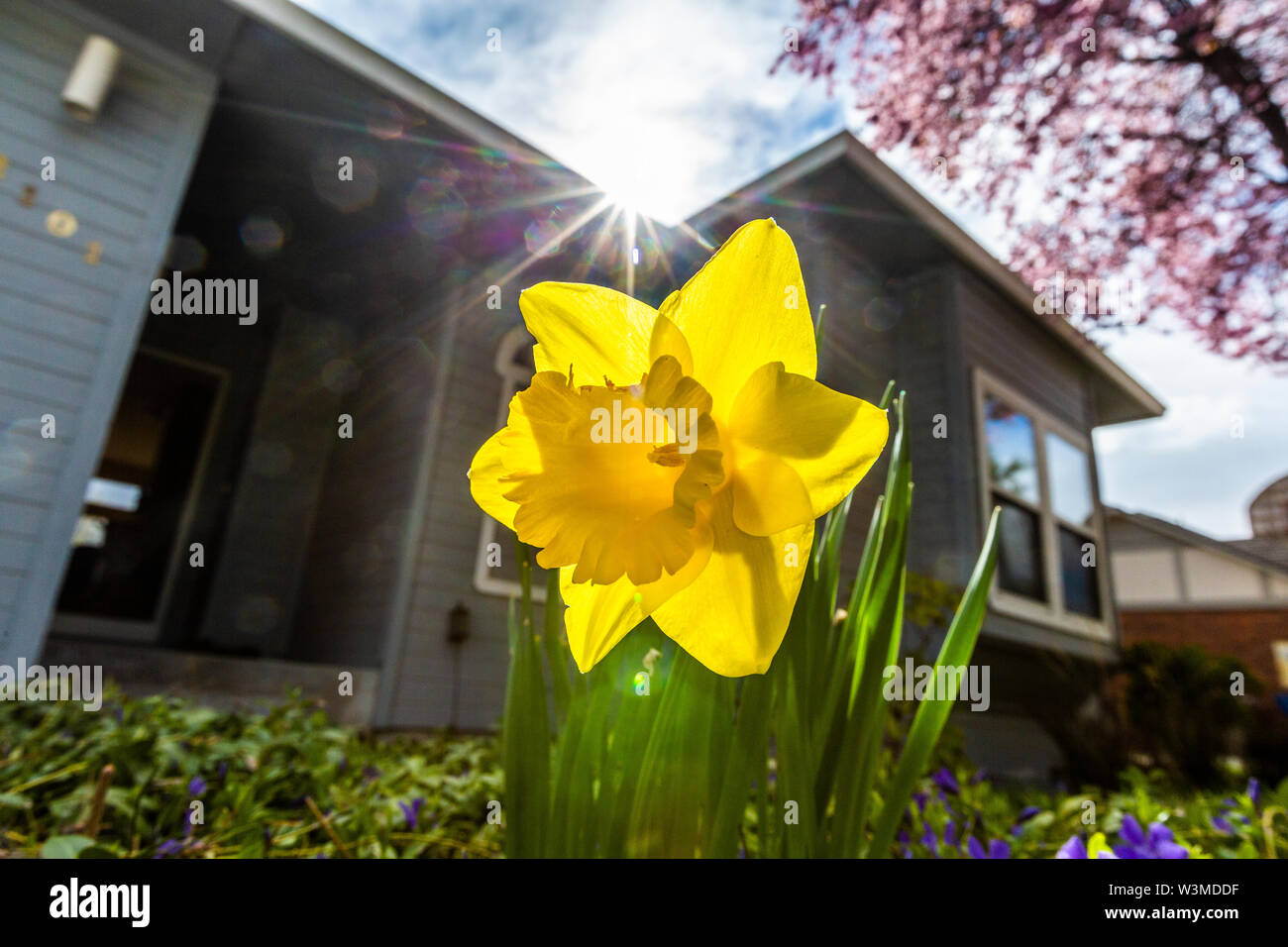 Daffodil by house Stock Photo Alamy
