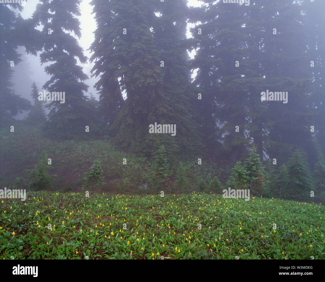 USA, Washington, Mt. Rainier National Park, Subalpine meadow in fog with glacier lilies and evergreen trees; Paradise area. Stock Photo