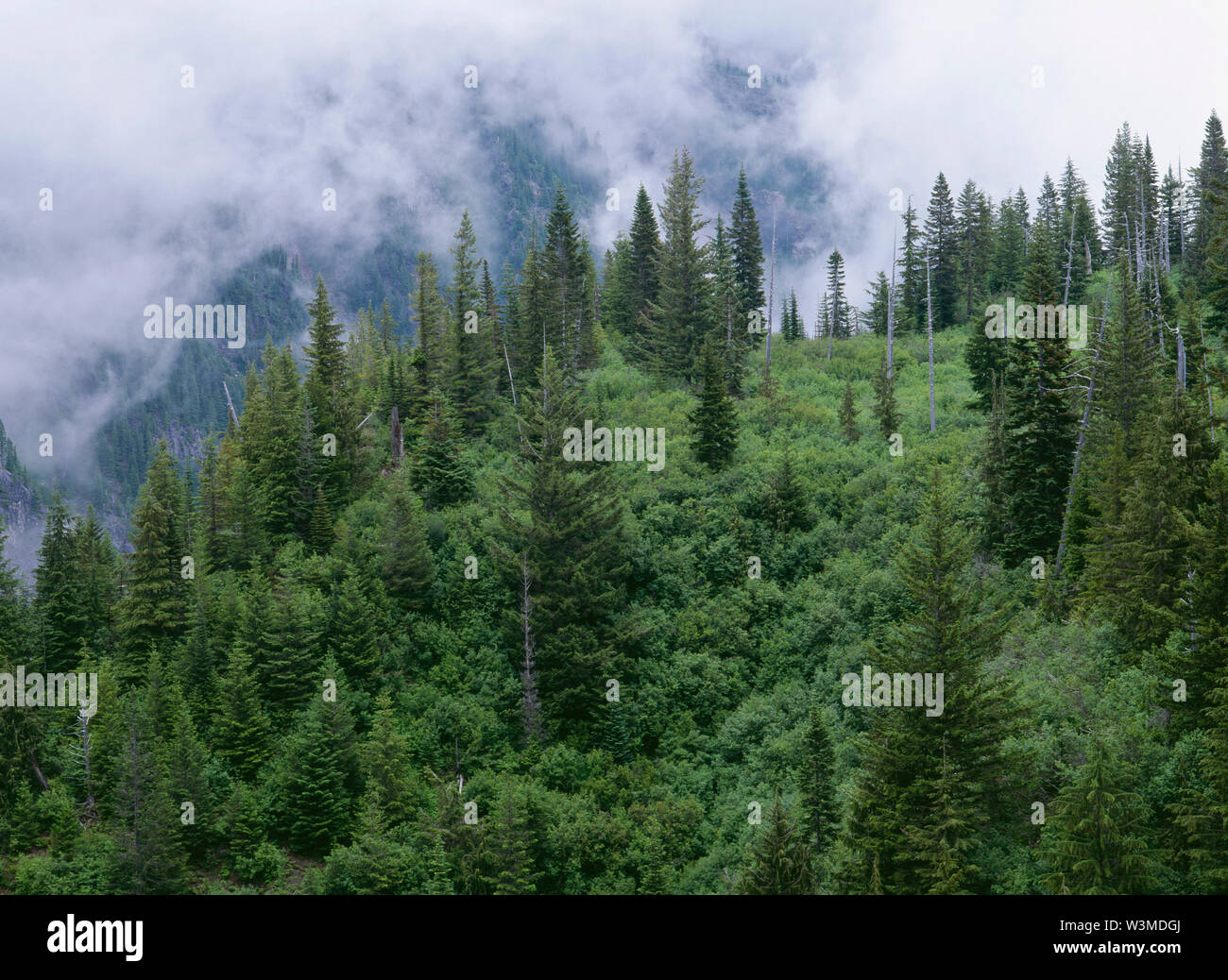 USA, Washington, Mt. Rainier National Park, Drifting fog and forested hillside near Stevens Canyon. Stock Photo
