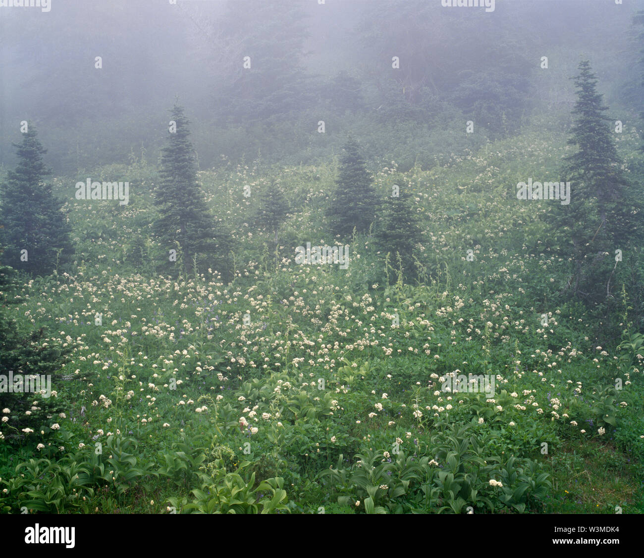 USA, Washington, Mt. Rainier National Park, Meadow of Sitka valerian  and small evergreen trees in fog. Stock Photo