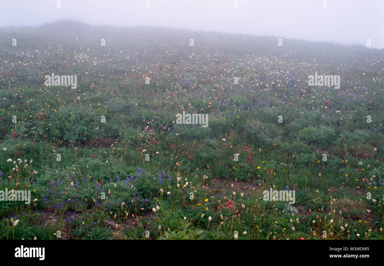 USA, Washington, Mt. Rainier National Park, Foggy meadow with summer wildflowers licluding paintbrush, lupine and bistort; Paradise area. Stock Photo
