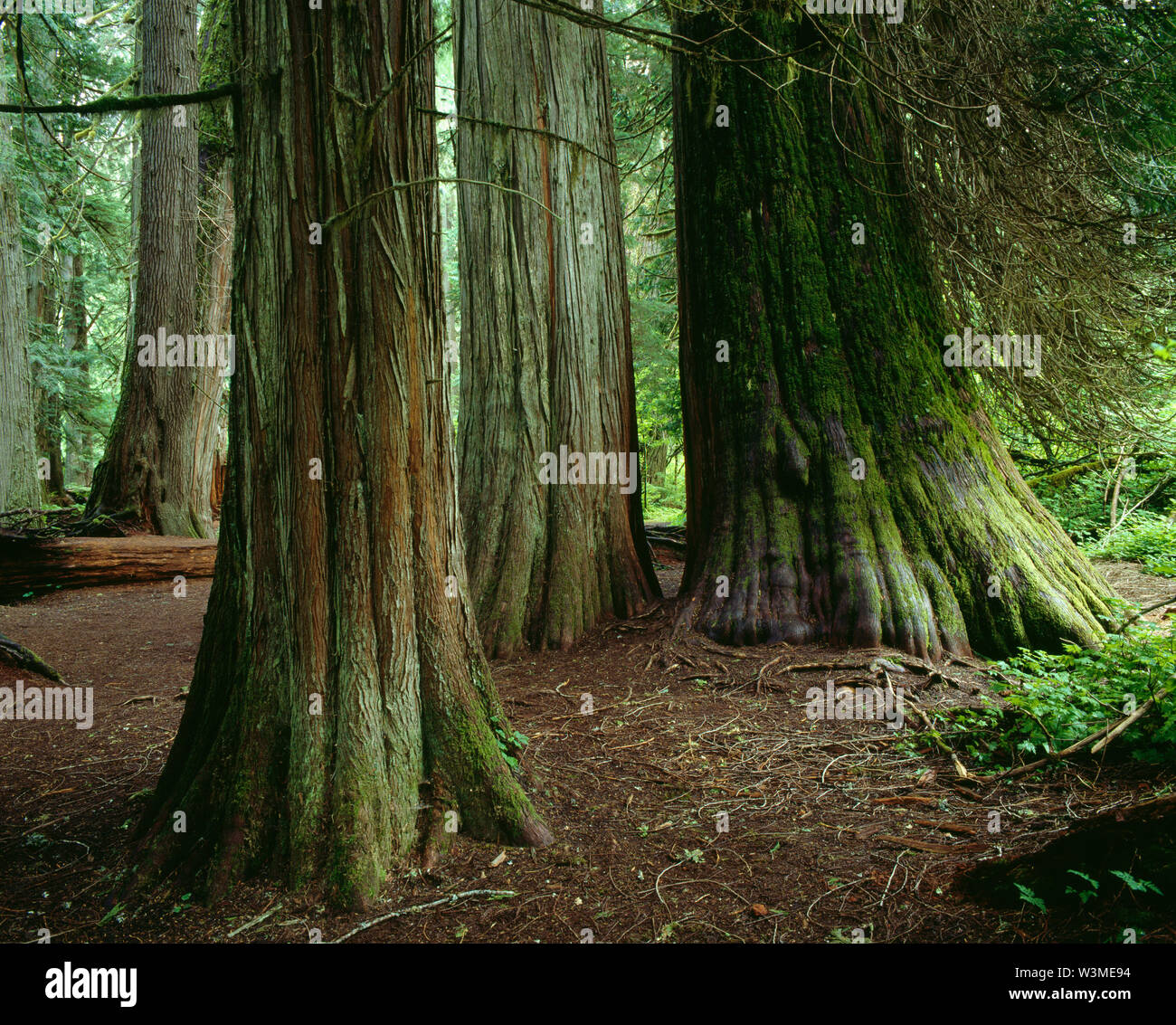 USA, Washington, Mt. Rainier National Park, Grove of ancient western red cedars (Thuja plicata) near the Ohanepecosh River. Stock Photo