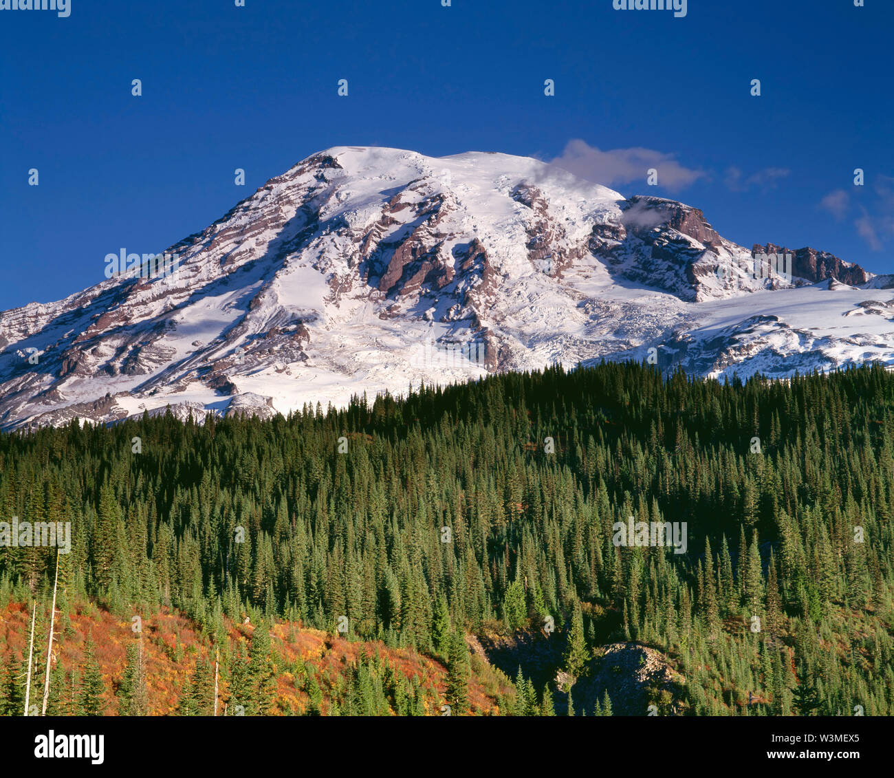 USA, Washington, Mt. Rainier National Park, South side of Mt. Rainier rises above evergreen forest and fall colored shrubs. Stock Photo