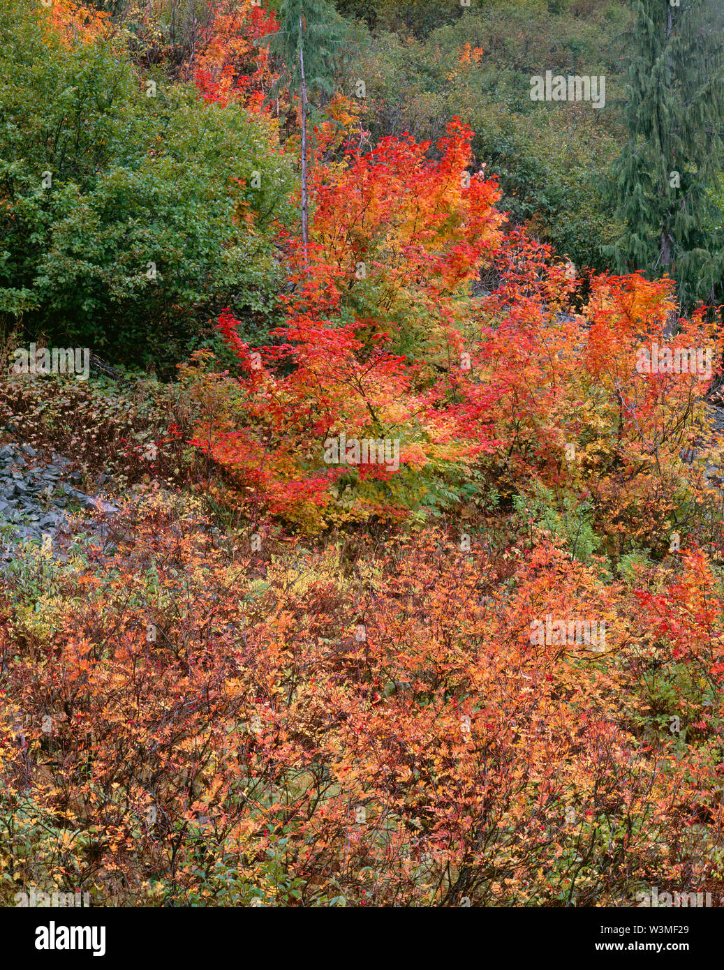 USA, Washington, Mt. Rainier National Park, Autumn colored mountain ash and vine maple. Stock Photo