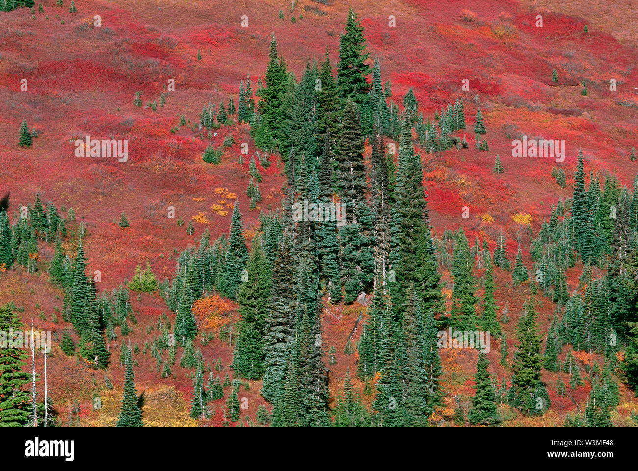 USA, Washington, Mt. Rainier National Park, Shrubs; primarily huckleberry, blueberry and mountain ash, display fall color among scattered conifers. Stock Photo
