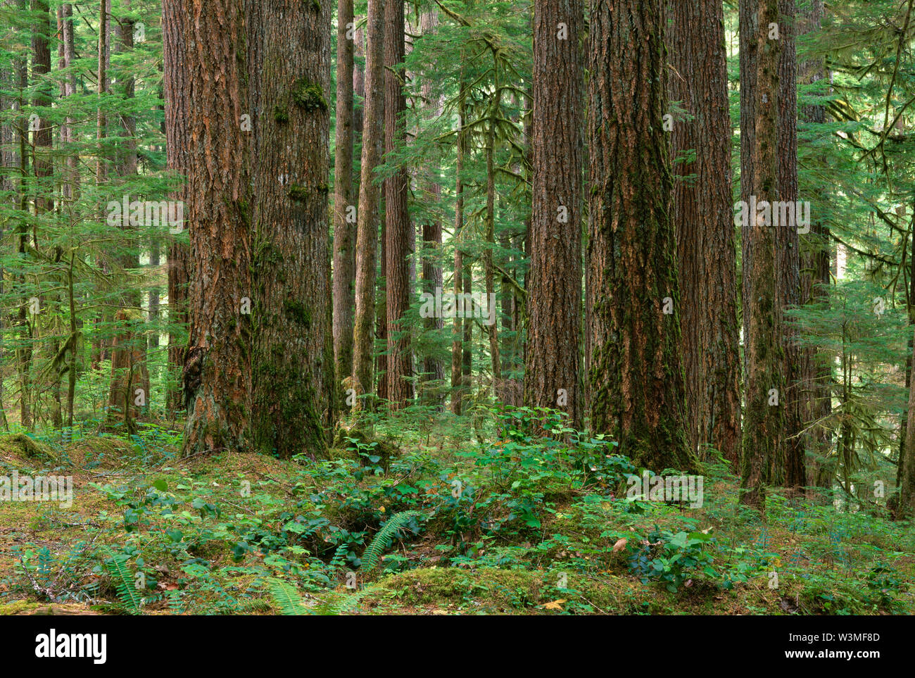 USA, Washington, Mt. Rainier National Park, Trunks of Douglas fir and western hemlock in old growth coniferous forest; Ohanepecosh Valley. Stock Photo