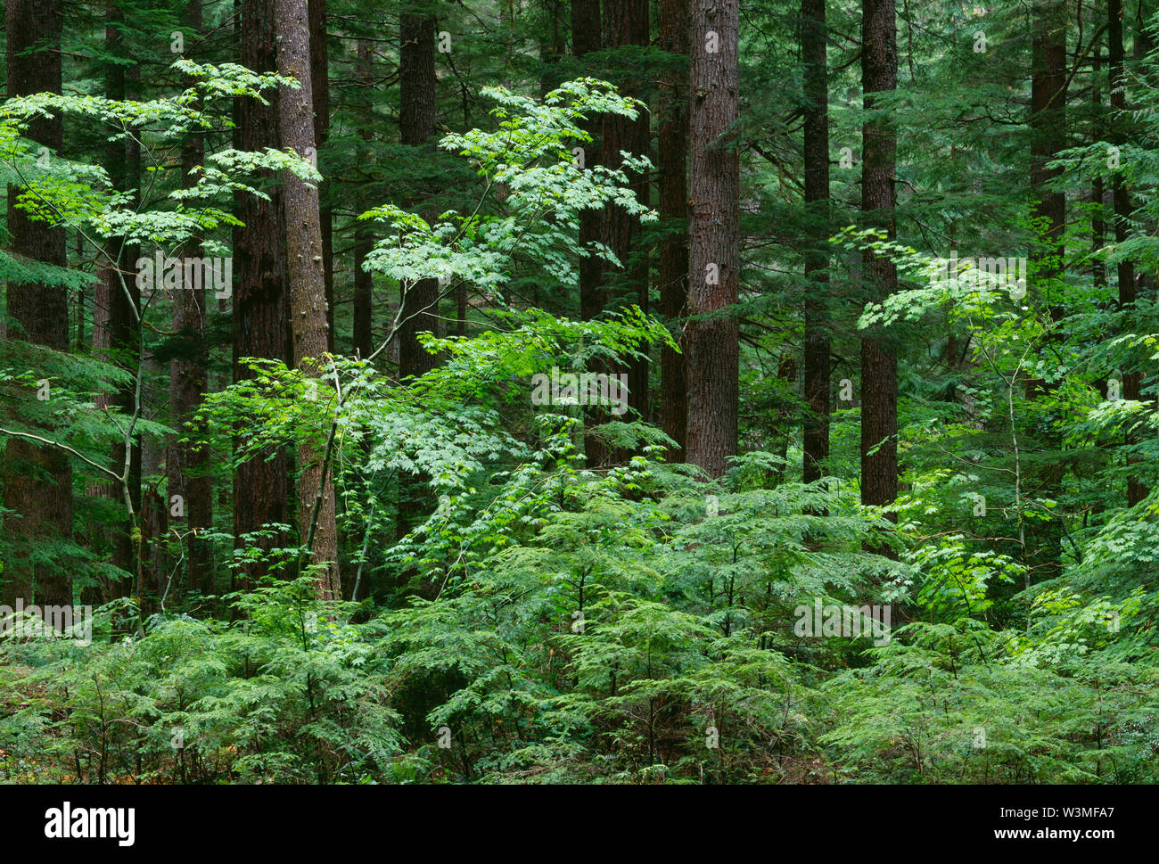 USA, Washington, Mt. Rainier National Park, Forest of Douglas fir and western hemlock with smaller maple and conifers saplings; Ohanepecosh Valley. Stock Photo