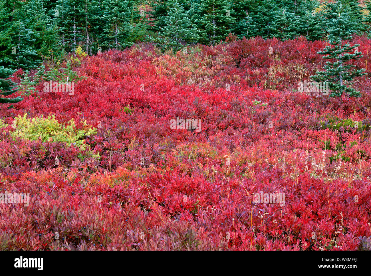 USA, Washington, Mt. Rainier National Park, Fall-colored meadow of huckleberry (Vaccinium spp.) and small conifers, Paradise area. Stock Photo