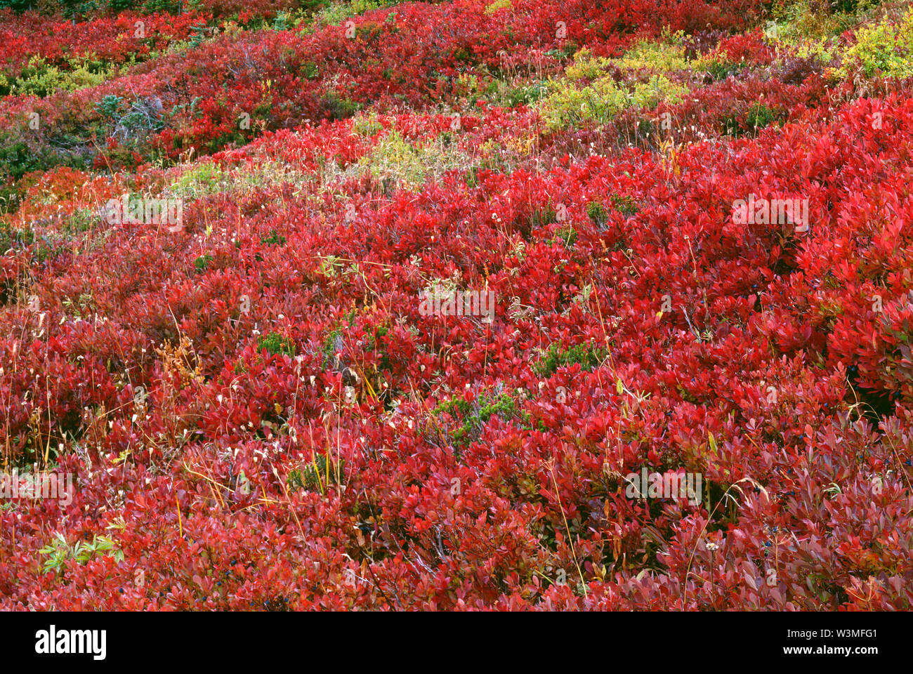 USA, Washington, Mt. Rainier National Park, Fall-colored meadow of huckleberry (Vaccinium spp.), Paradise area. Stock Photo