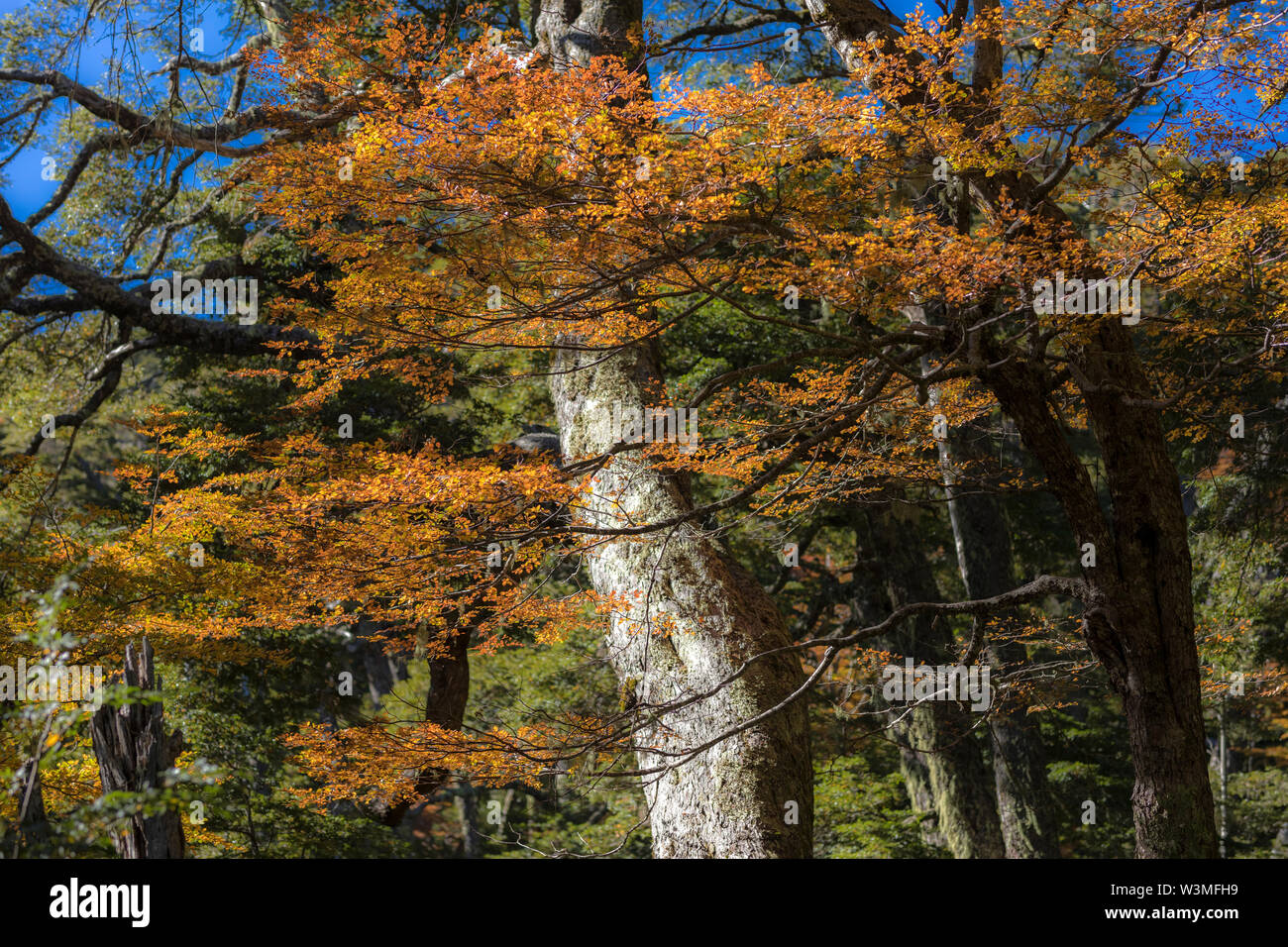 Amazing autumn leaf color view at Conguillio National Park forest. An awesome representation of Autumn colors textures on an awe scenery Stock Photo