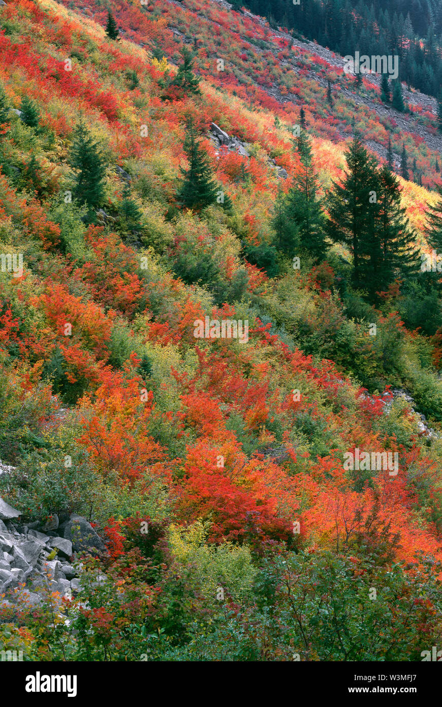 USA, Washington, Mt. Rainier National Park, Vine maple displays autumn color on slopes with scattered conifers in Stevens Canyon. Stock Photo